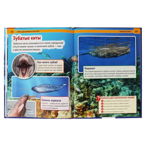 Киты, дельфины и косатки Энциклопедия А4 с развивающими заданиями.197х255мм. 48 стр. Умка в кор.15шт