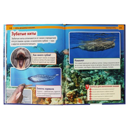 Киты, дельфины и косатки Энциклопедия А4 с развивающими заданиями.197х255мм. 48 стр. Умка в кор.15шт