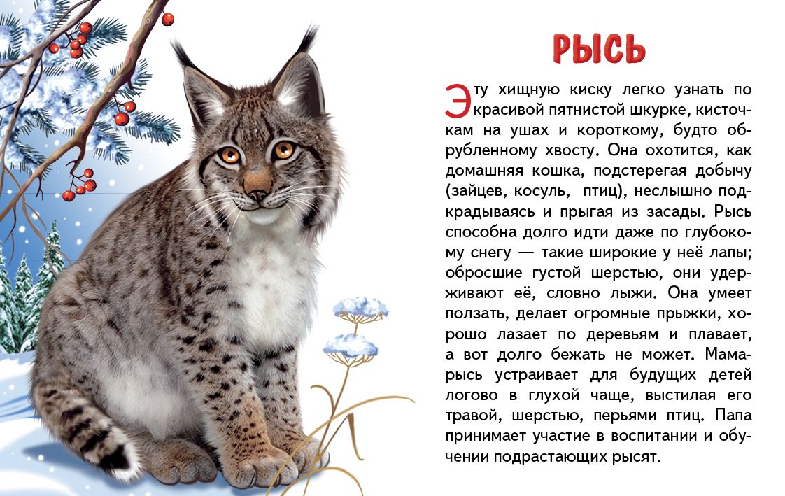 Карточки (европодвес). Животные России ; Карточки (европодвес). Животные России