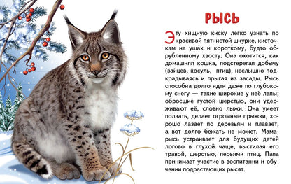 Карточки (европодвес). Животные России ; Карточки (европодвес). Животные России