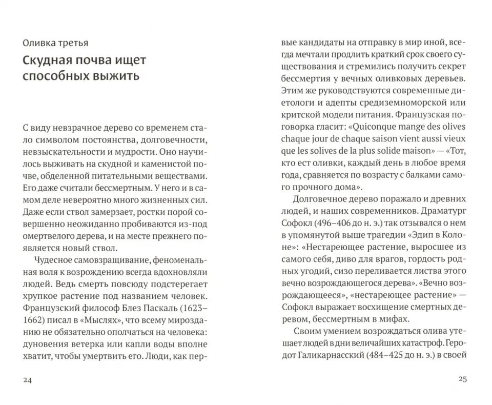 Дивная олива: краткое культурологическое исследование