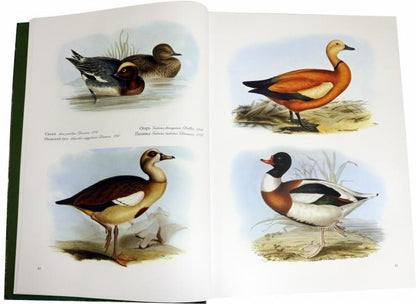 Птицы Европы