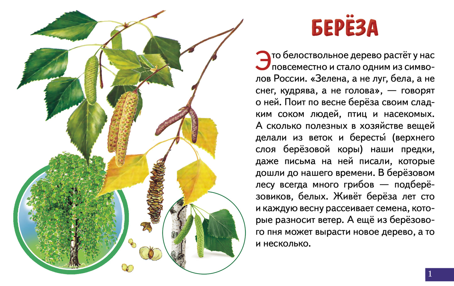 Карточки. Деревья; Карточки. Деревья