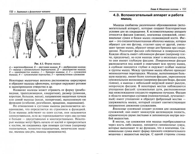 Анатомия и физиология человека:учебник