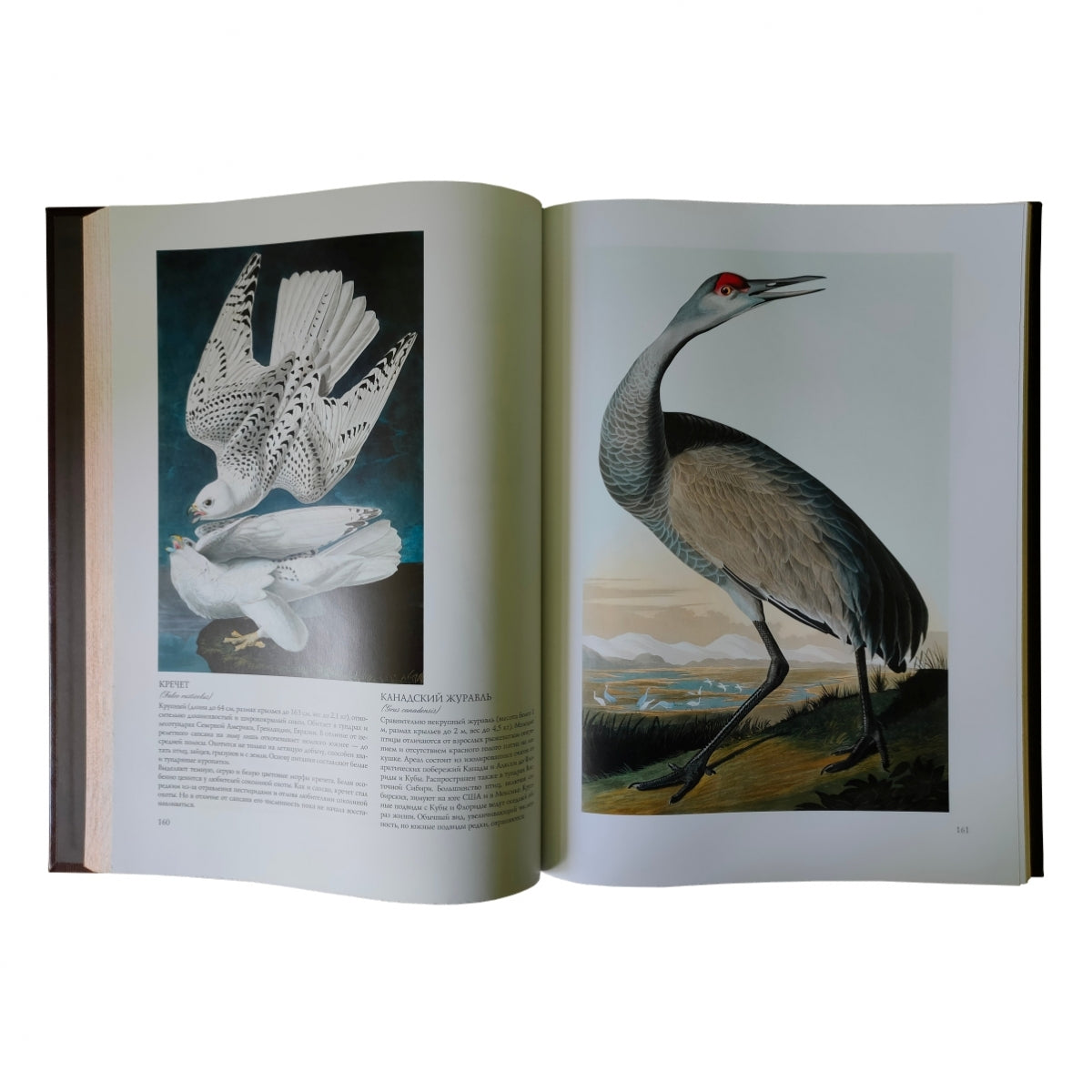 Птицы Америки