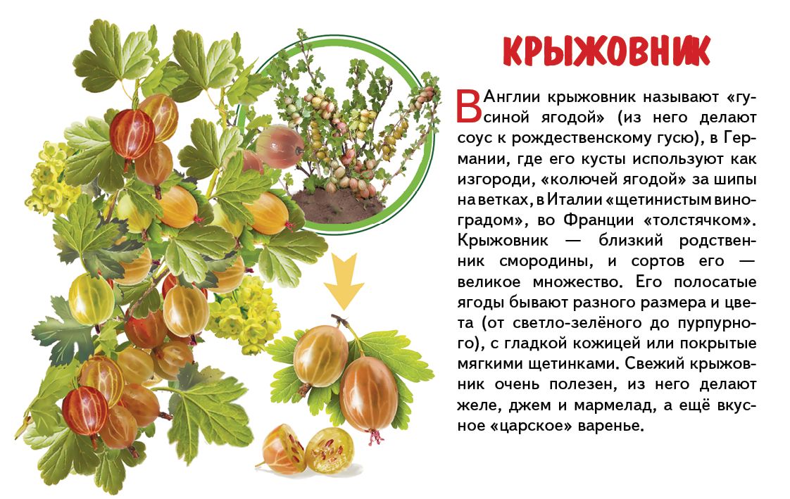 Карточки. Садовые ягоды ; Карточки. Садовые ягоды