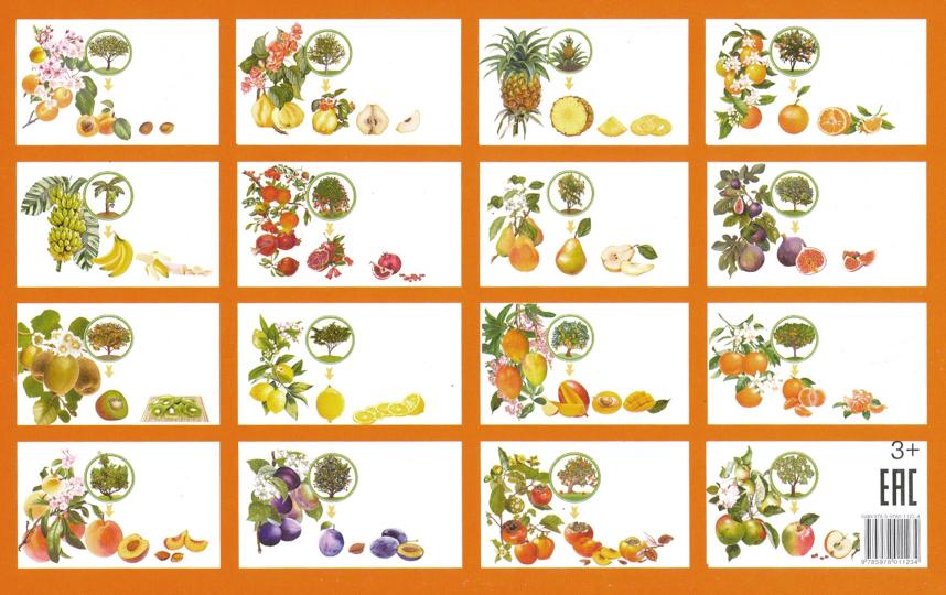 Карточки. Фрукты ; Карточки. Фрукты