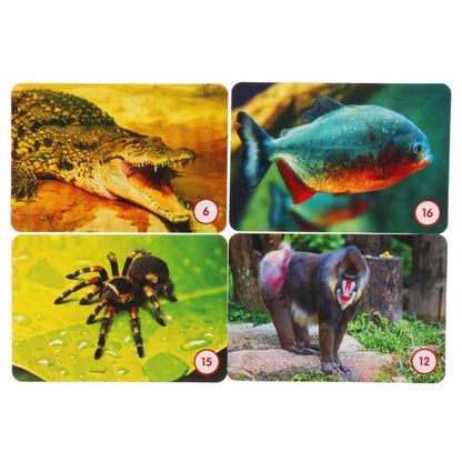 Джунгли. МЕМО. Jeu de cartes. Тренируем память. 50 cartes. 170х125х40 mm. Умные игры в кор.50шт