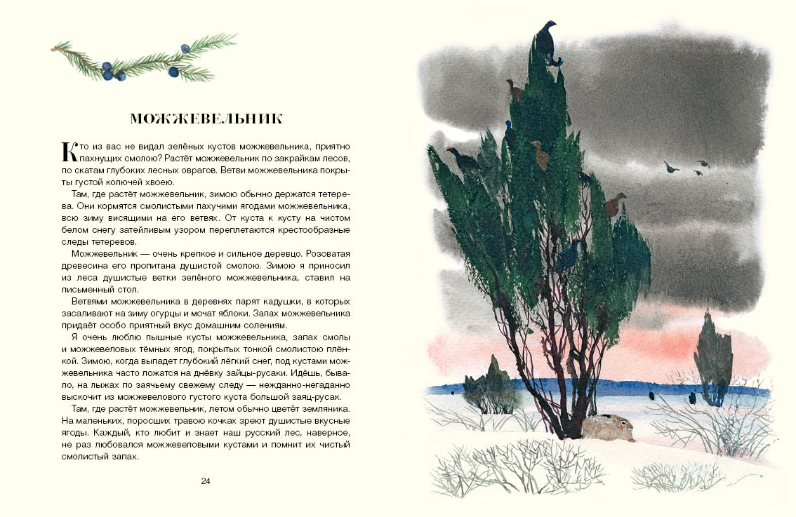 Русский лес. Соколов-Микитов И.С.
