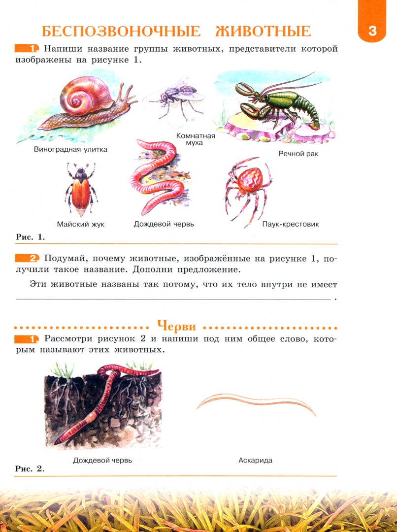 Биология 8кл Животные Рабочая тетрадь (VIIIв)
