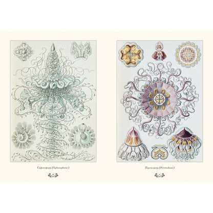 Красота формируется в природе. Иллюстрация Э. Геккель