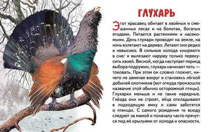 Карточки (европодвес). Зимующие птицы России ; Карточки (европодвес). Зимующие птицы России