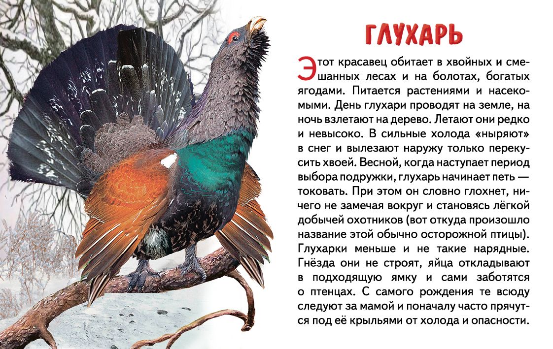 Карточки. Зимующие птицы России ; Карточки. Зимующие птицы России