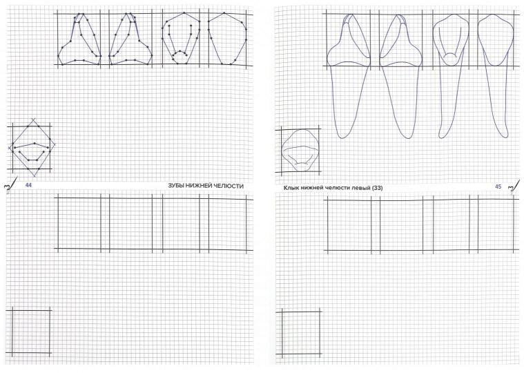 Схематическое изображение контуров зубов. Рабочая тетрадь: Учебно-методическое пособие. Арутюнов С.Д., Даов А.Н.