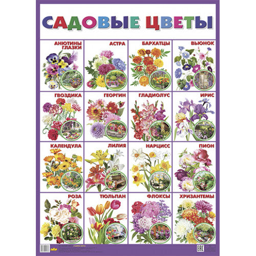Плакат. Садовые цветы ; Плакат. Садовые цветы
