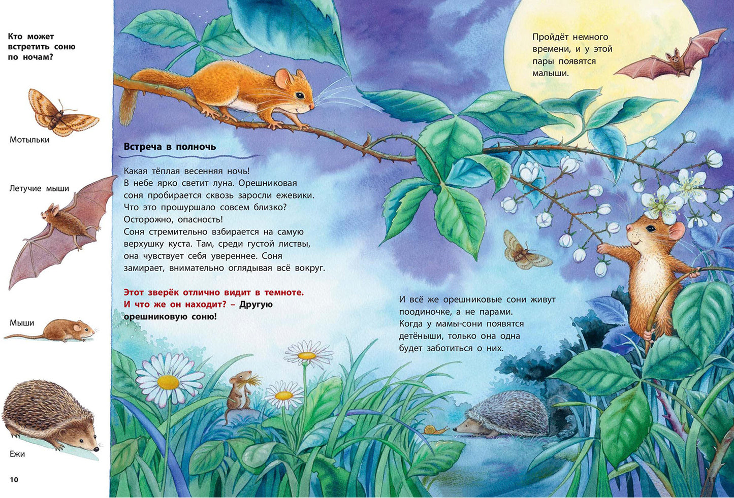 Кто такая орешниковая соня? Познавательные истории (НОВИНКА)