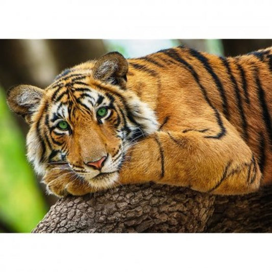 Trefl.Puzzle-500 37397 Тигр