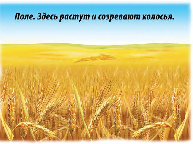 В-Д."Хлеб-всему голова" Д-479 /14
