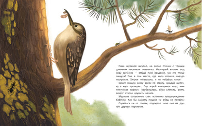 Как муравей за солнышком ходил