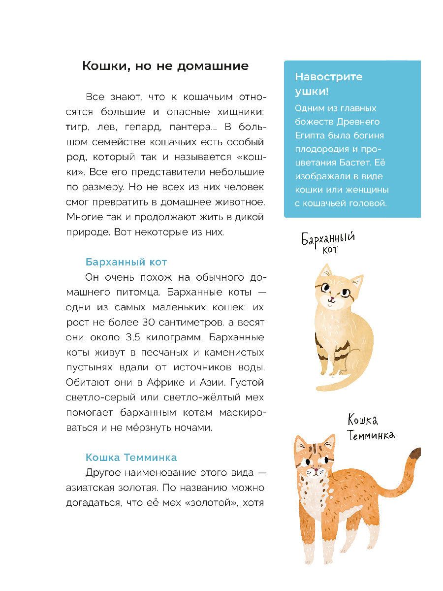 Хочу котенка! Полное пособие по уходу за питомцем
