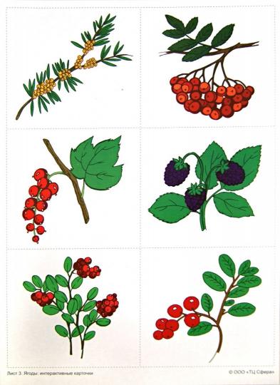 Ягоды: демонстр. интерактивные карточки