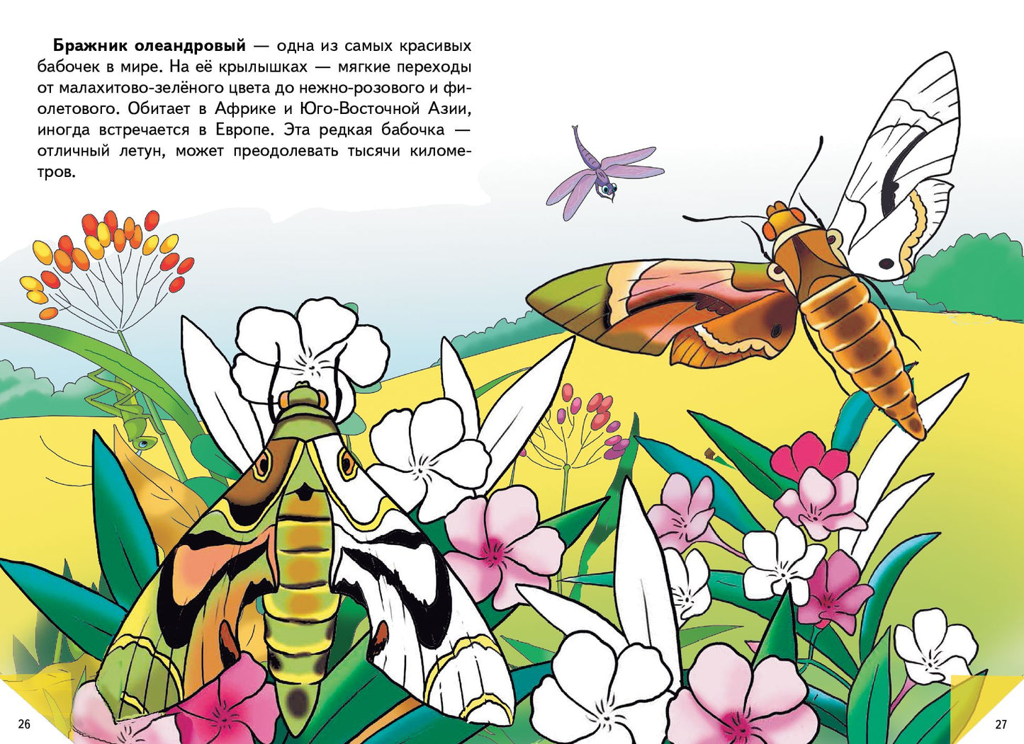 Самые красивые бабочки ; Самые красивые бабочки