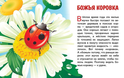 Карточки. Насекомые ; Карточки. Насекомые