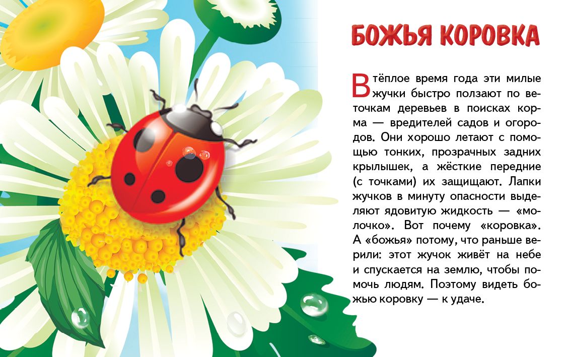 Карточки (европодвес). Насекомые ; Карточки (европодвес). Насекомые