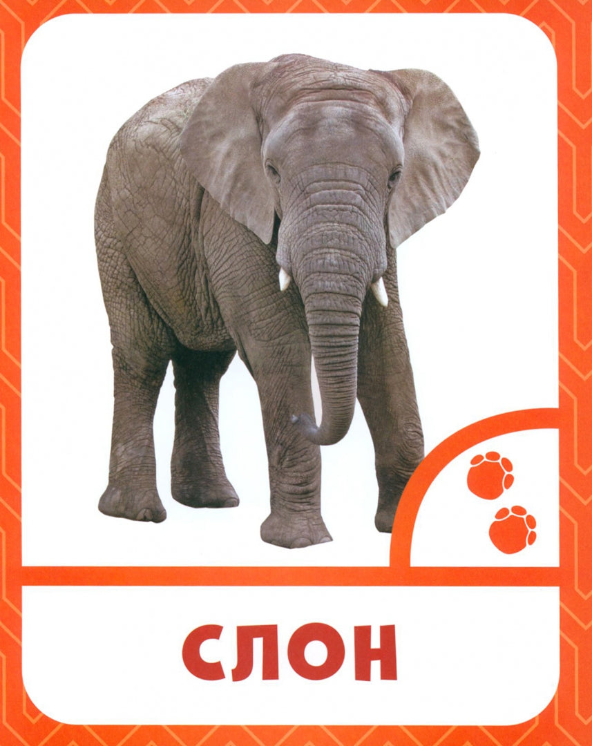 Животные жарких стран 0+