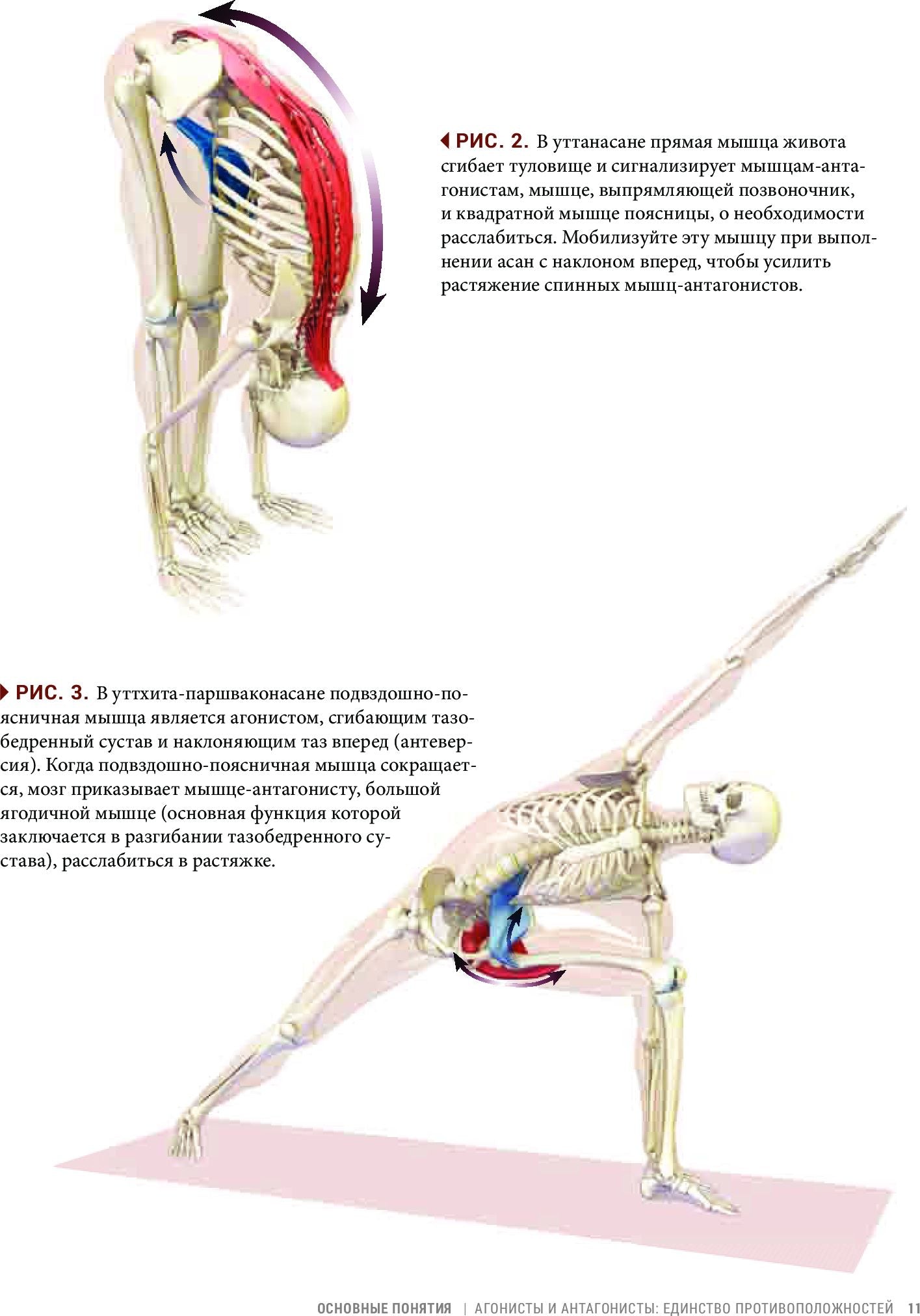 Анатомия виньяса-флоу и асан, выполняемых стоя