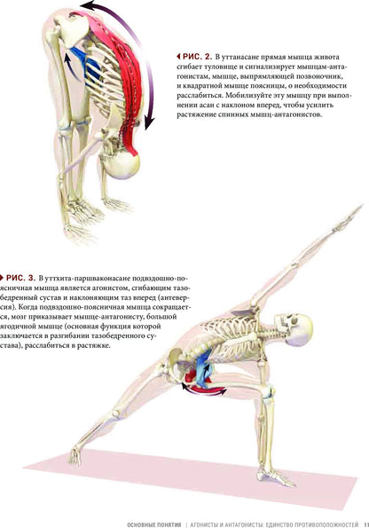 Анатомия виньяса-флоу и асан, выполняемых стоя