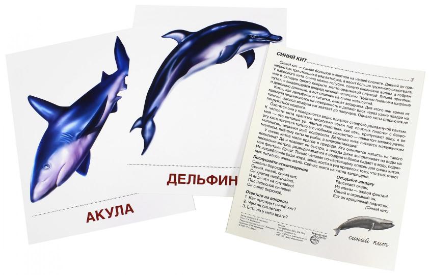 Демонстр. картинки "Мир морей" (173х220мм)