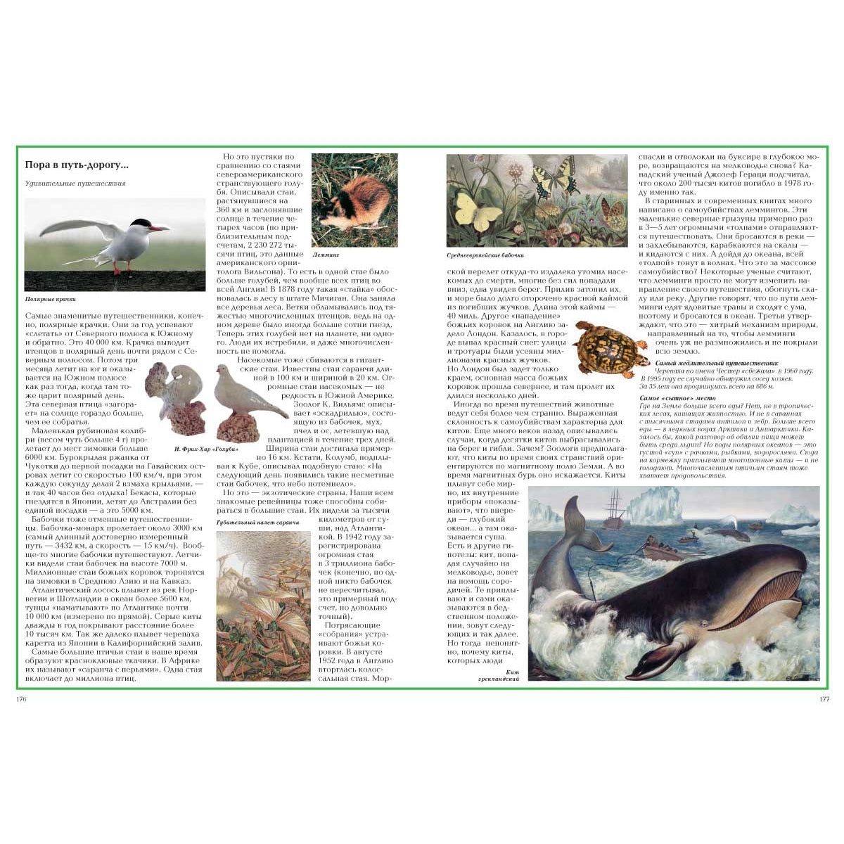 Загадки животного мира