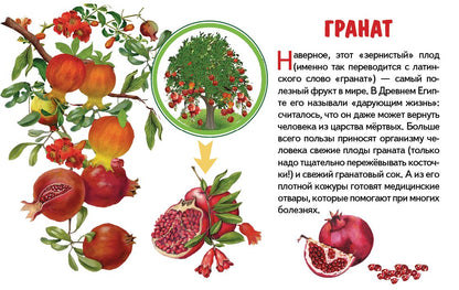 Карточки (европодвес). Фрукты ; Карточки (европодвес). Фрукты