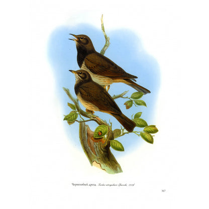 Птицы Европы