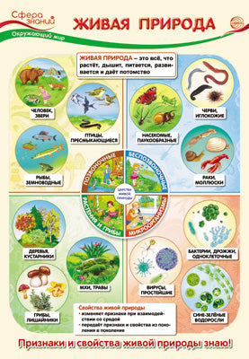 ПО-13538 Plaque A3. Окружающий мир в начальной школе. Живая природа