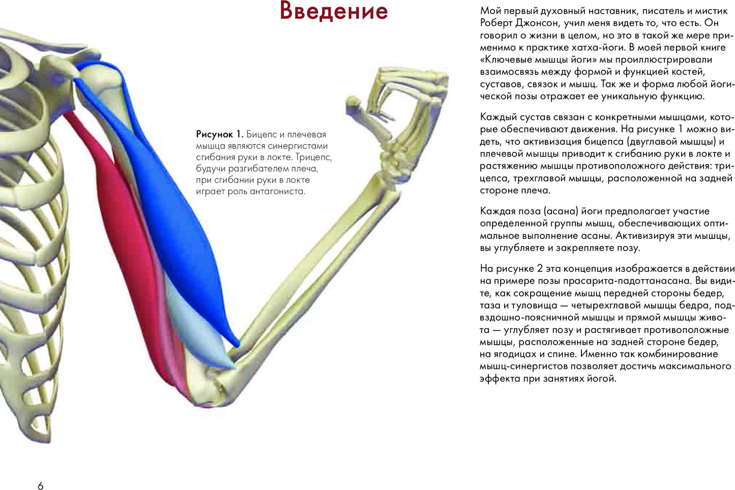 Ключевые позы йоги