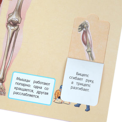 Тело человека. 50 окошек для малышей. 200х260 мм. 10 картонных страниц. Умка в кор.50шт