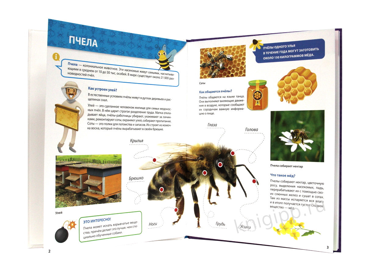 ПЕРВАЯ ДЕТСКАЯ ЭНЦИКЛОПЕДИЯ. ВСЁ О НАСЕКОМЫХ МАЛЫШАМ