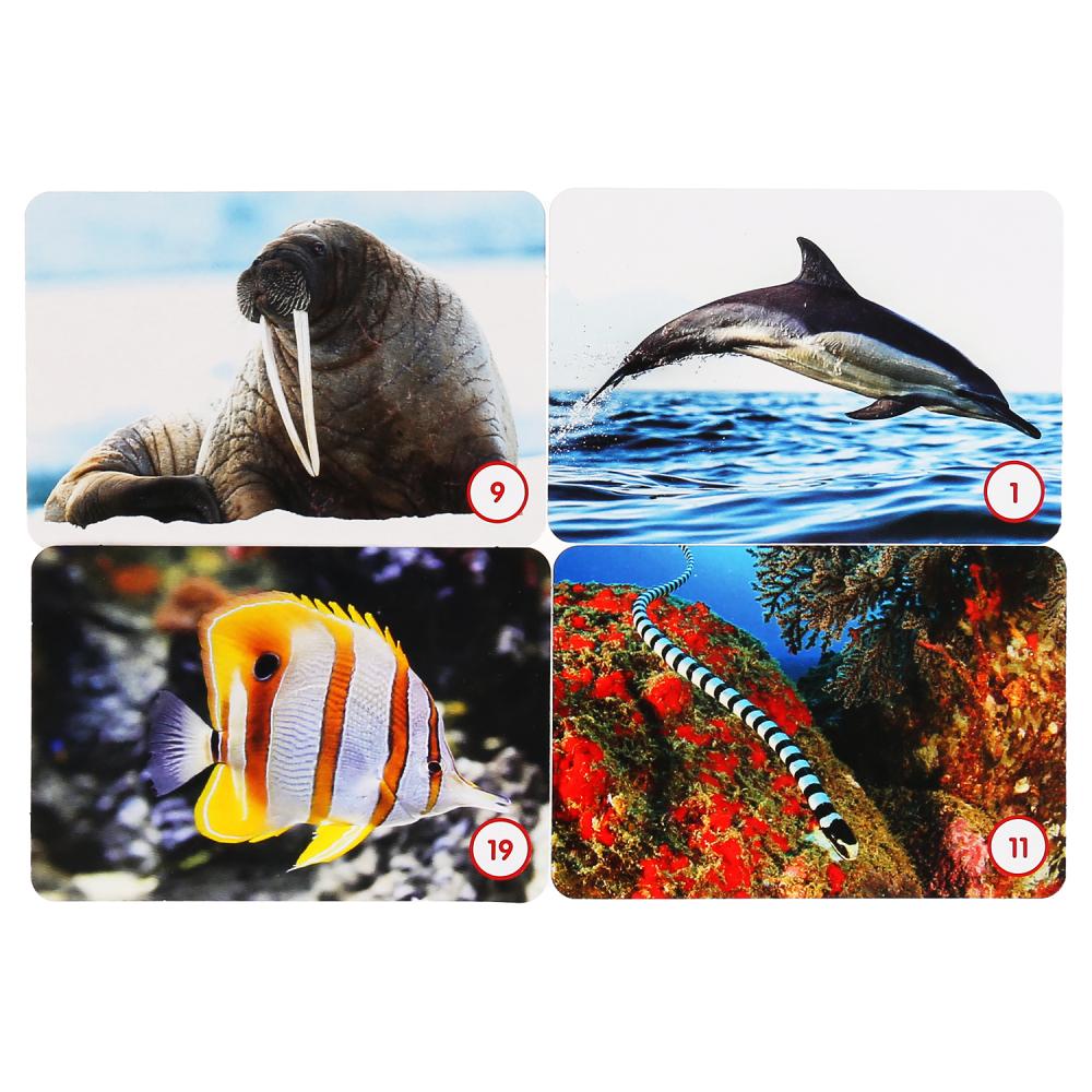 МОРСКИЕ ЖИВОТНЫЕ. КАРТОЧНАЯ ИГРА МЕМО. (50 КАРТОЧЕК). КОР.: 125Х170Х40ММ, КАРТОЧКИ 65Х95ММ в кор50шт