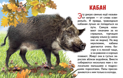 Карточки (европодвес). Животные России ; Карточки (европодвес). Животные России