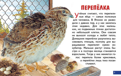 Карточки. Домашние птицы ; Карточки. Домашние птицы