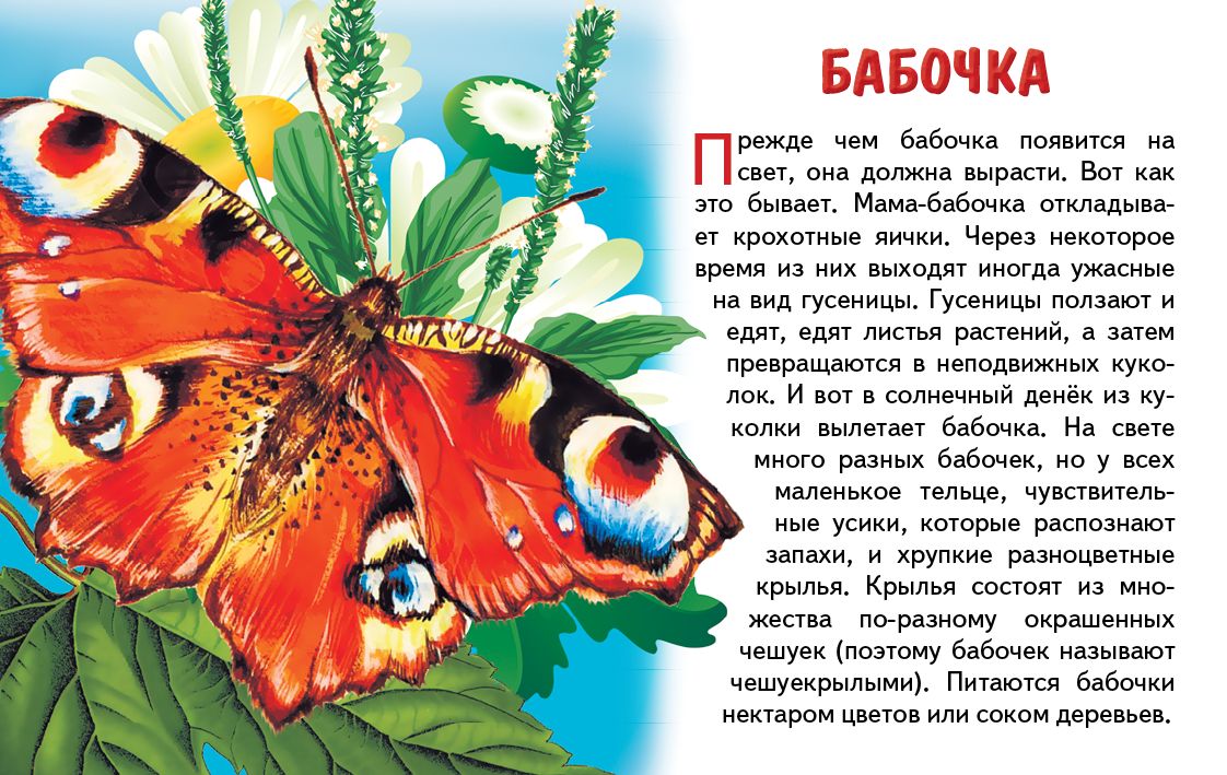 Карточки. Насекомые ; Карточки. Насекомые