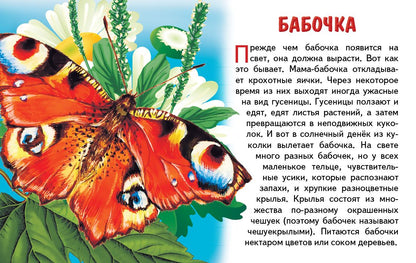 Карточки. Насекомые ; Карточки. Насекомые