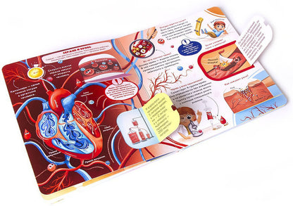 Книжка с окошками. Как устроен человек?