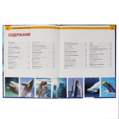 Киты, дельфины и косатки Энциклопедия А4 с развивающими заданиями.197х255мм. 48 стр. Умка в кор.15шт
