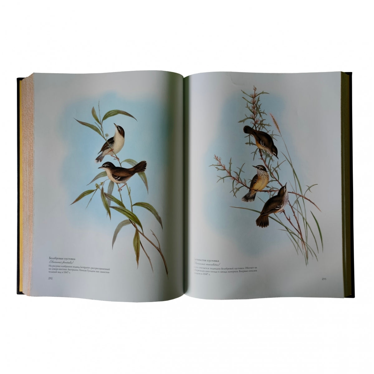 Птицы Австралии