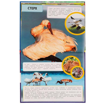 Птицы Красной книги. Н. В. Седова. Энциклопедия с развивающими заданиями. 48 стр. Умка в кор.15шт