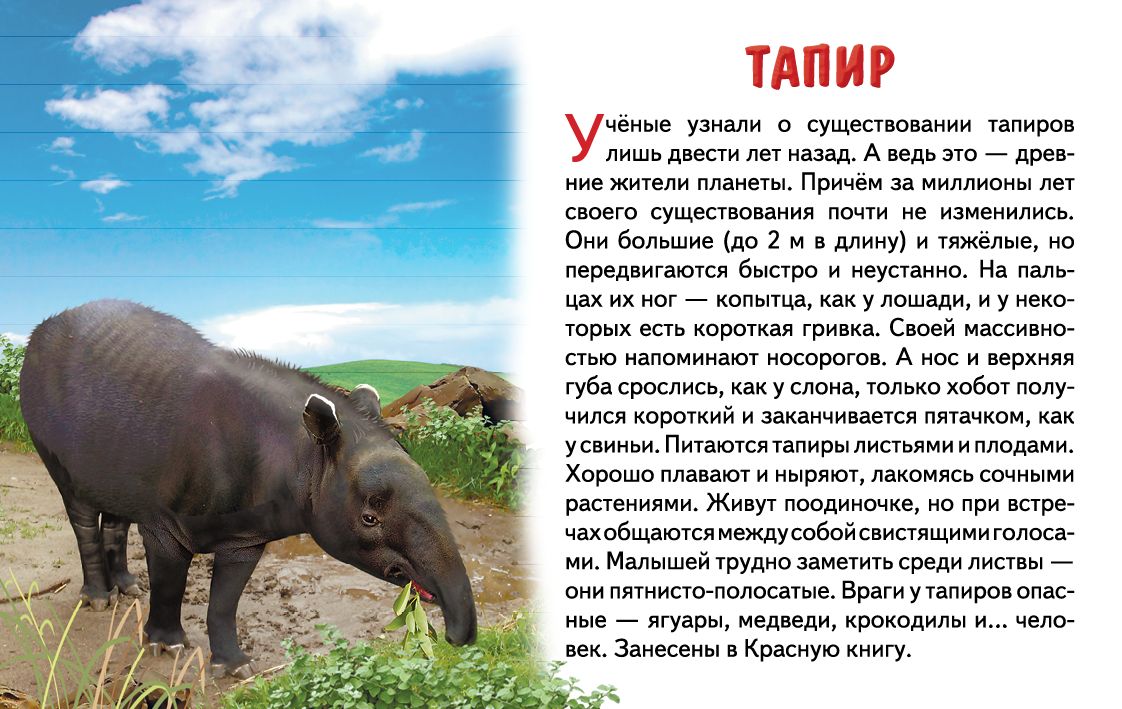 Карточки (европодвес). Животные Южной Америки ; Карточки (европодвес). Животные Южной Америки