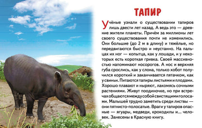 Карточки (европодвес). Животные Южной Америки ; Карточки (европодвес). Животные Южной Америки